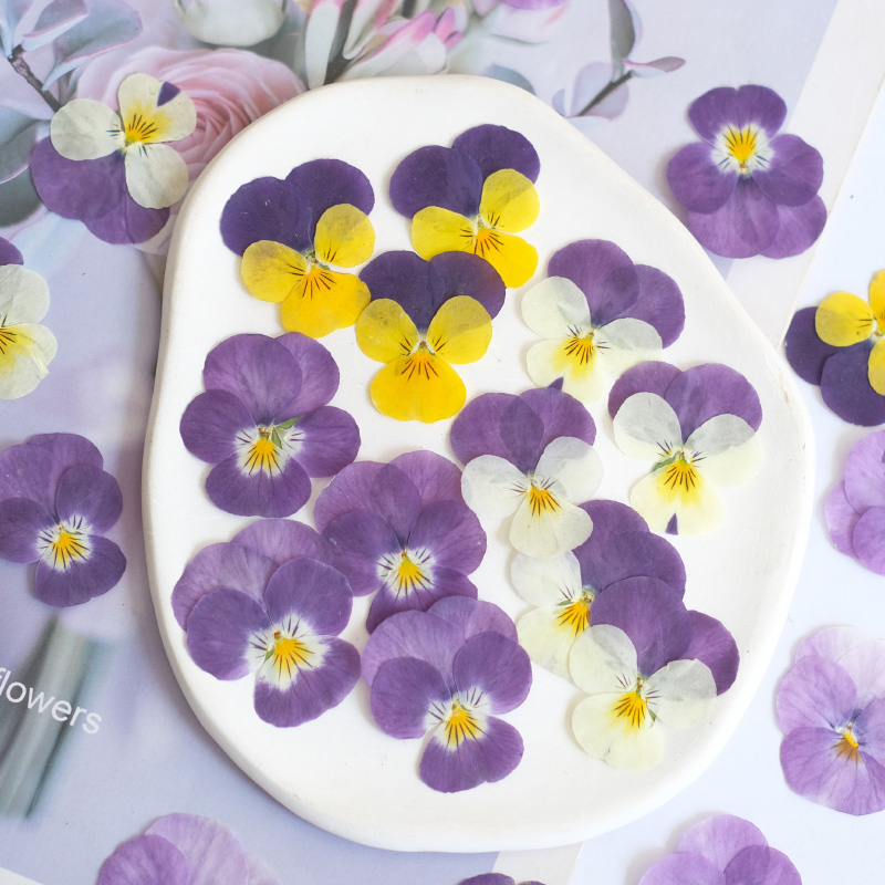 12pcs,nature Pansy Dried Flowe - Photo Beauty Makeup 评论和价格