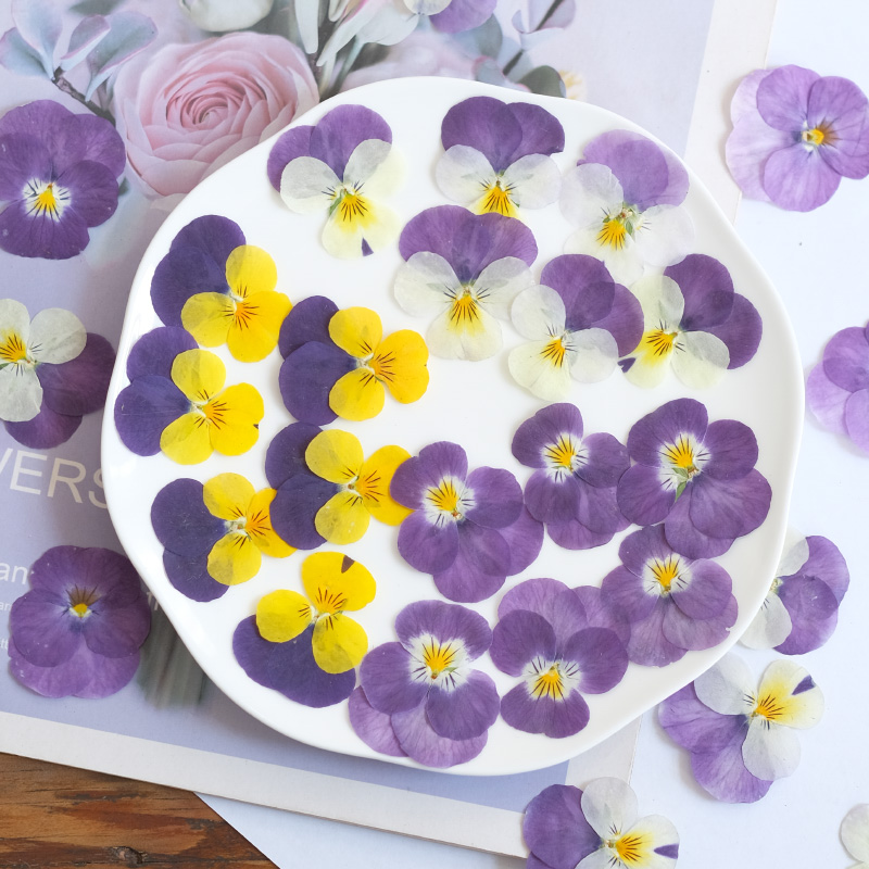 12pcs,nature Pansy Dried Flowe - Photo Beauty Makeup 评论和价格